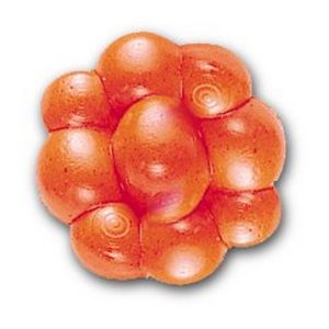 PowerBait  Trout/Steelhead Egg Clusters
