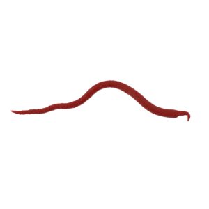 Gulp!  Saltwater Extruded Bloodworm